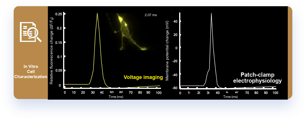 Neuronal voltage imaging