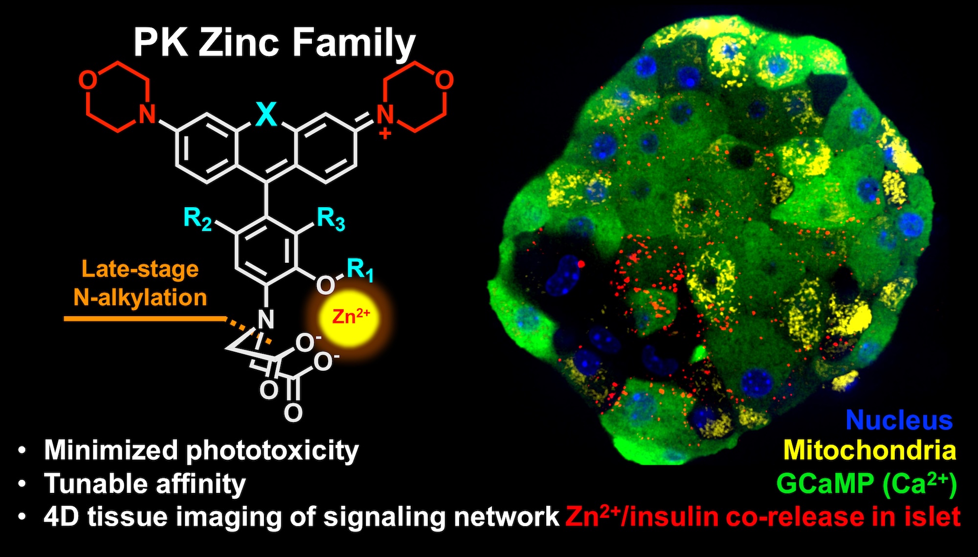 胰岛素-锌离子荧光探针示例图