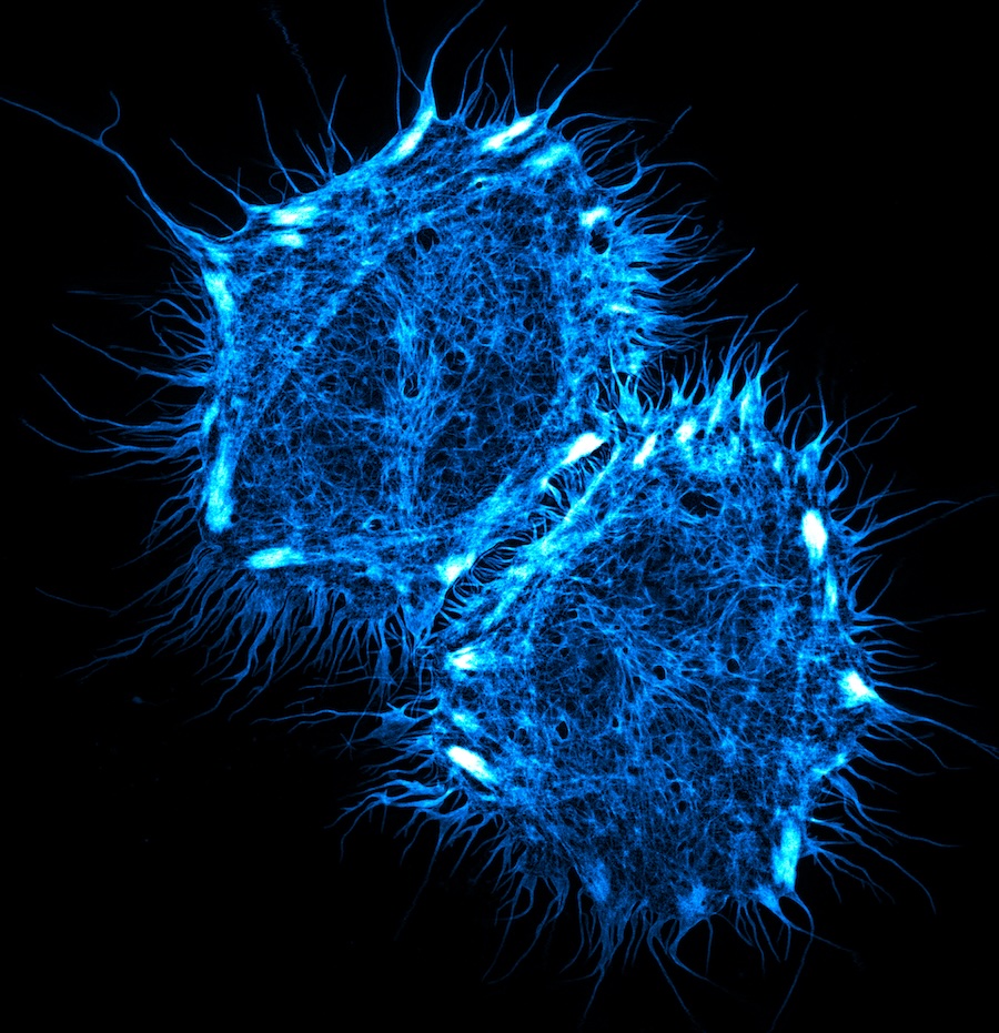蛋白标签荧光配体示例图