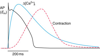 EC Coupling 检测示意图