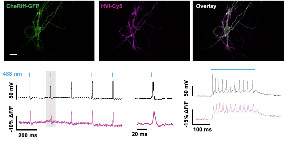 Neuronal voltage imaging