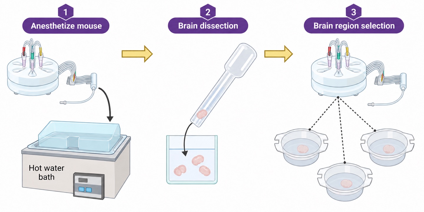 Acute brain slice electrophysiology overview